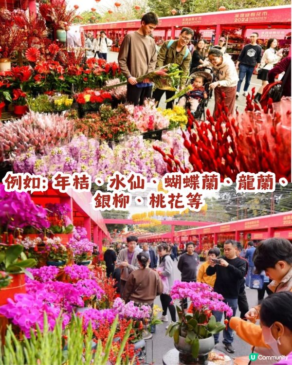 深圳羅湖區愛國路花市2.10喜慶啟幕🎉開足7日！