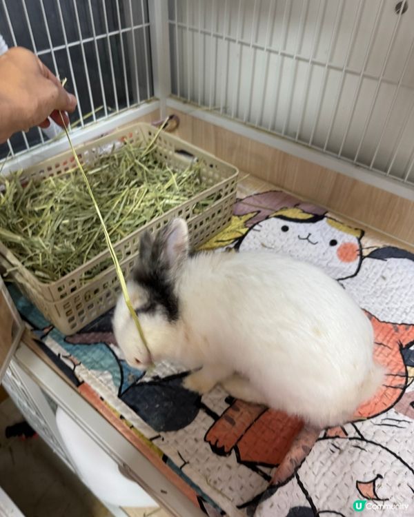 同兔仔玩