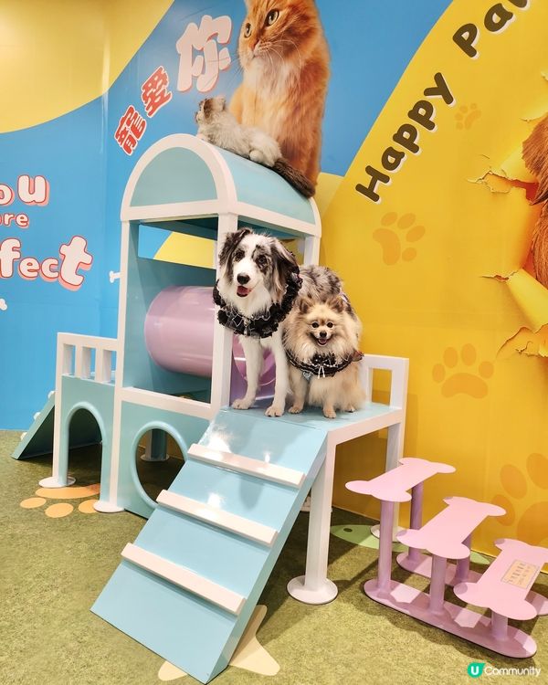 期待已久！東岸板道開通啦！🐶🌊