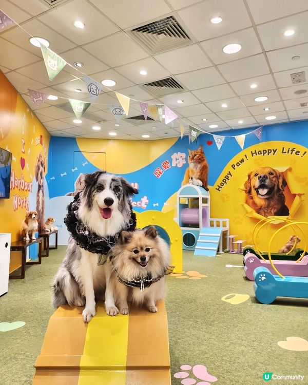 期待已久！東岸板道開通啦！🐶🌊