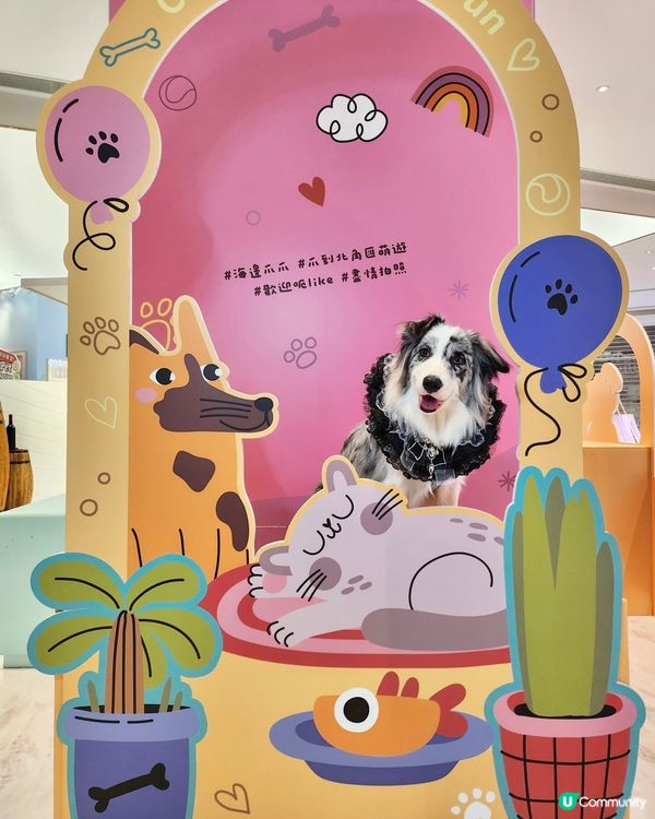 期待已久！東岸板道開通啦！🐶🌊