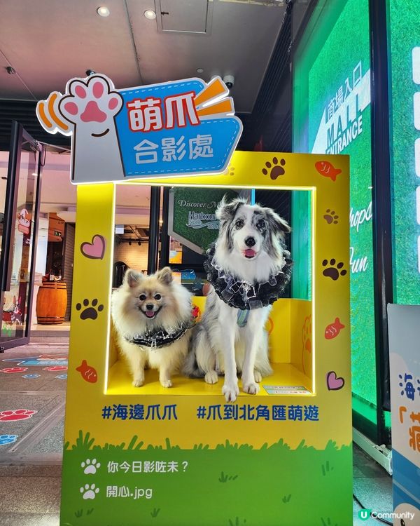 期待已久！東岸板道開通啦！🐶🌊