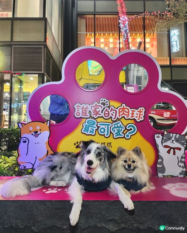 期待已久！東岸板道開通啦！🐶🌊