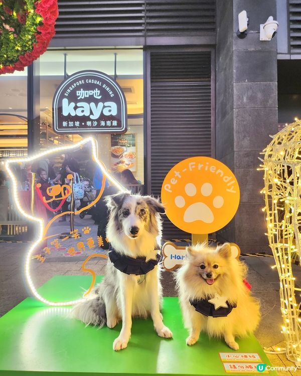 期待已久！東岸板道開通啦！🐶🌊