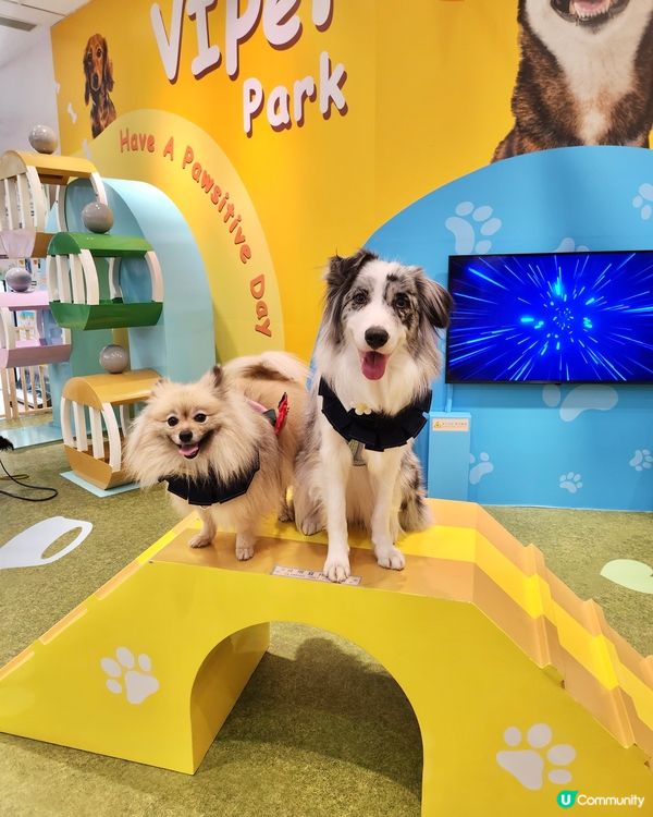 期待已久！東岸板道開通啦！🐶🌊