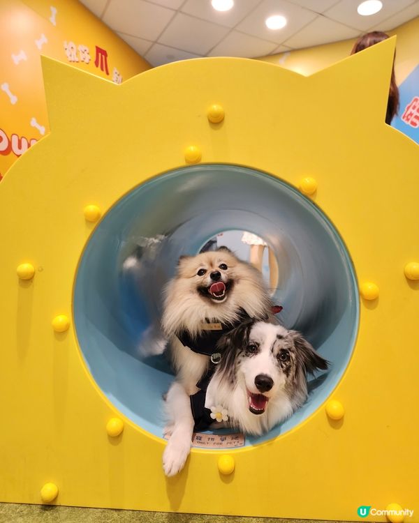 期待已久！東岸板道開通啦！🐶🌊