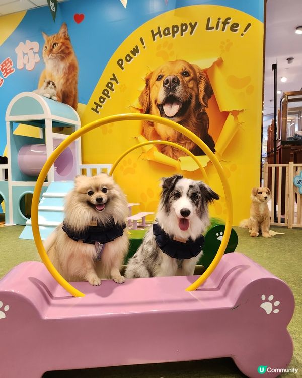 期待已久！東岸板道開通啦！🐶🌊