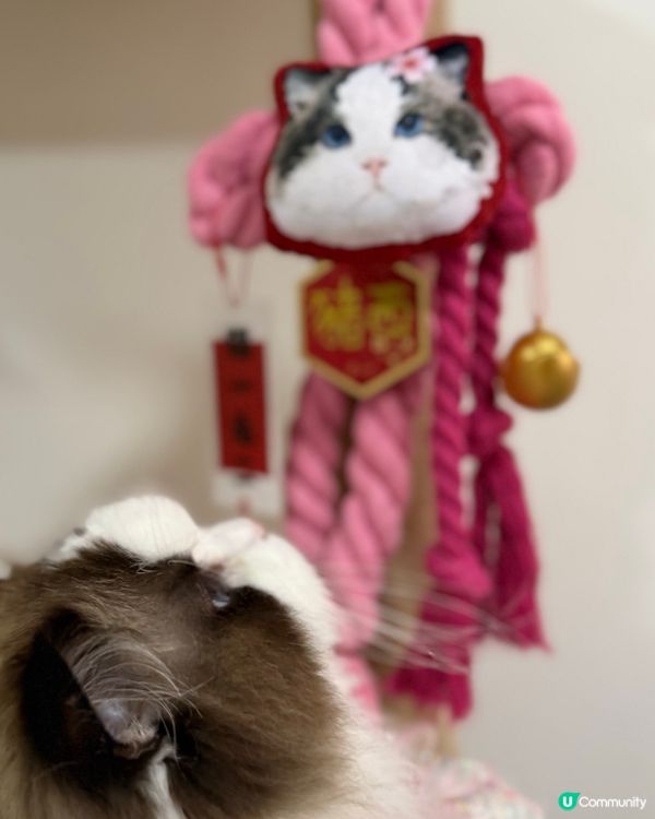 新年就到啦，你想唔想要有自己愛寵樣嘅新年如意結🪢👏🏻