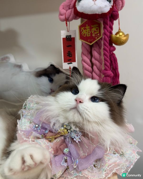 新年就到啦，你想唔想要有自己愛寵樣嘅新年如意結🪢👏🏻