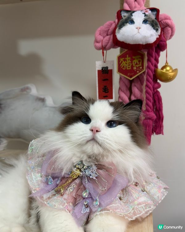 新年就到啦，你想唔想要有自己愛寵樣嘅新年如意結🪢👏🏻