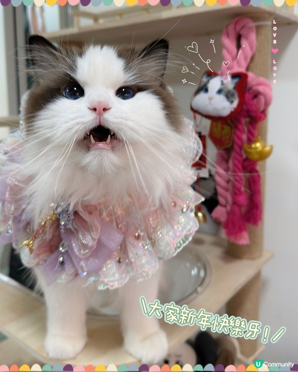 新年就到啦，你想唔想要有自己愛寵樣嘅新年如意結🪢👏🏻
