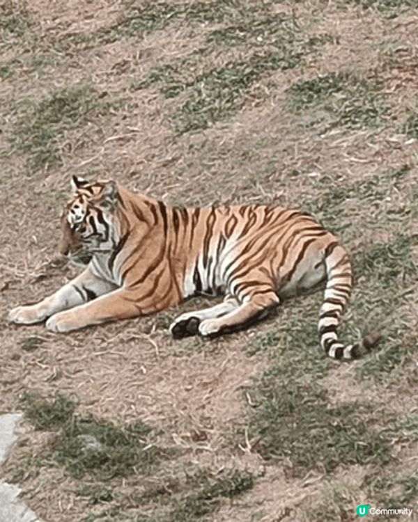深圳野生動物園是中國首家放養式動物園，位於西麗湖畔，佔地廣闊...