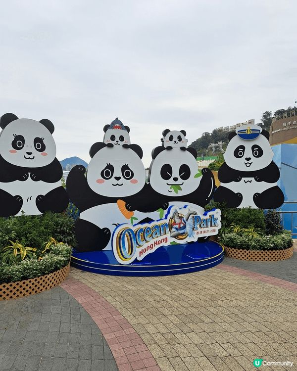 香港海洋公園6隻熊貓🐼深受大眾喜愛，是週末打卡熱點及親子認識...