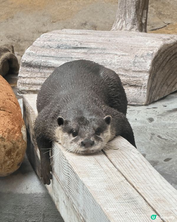 我和男朋友在上年五月二十日的節日去了香港動植物公園，因為當時...