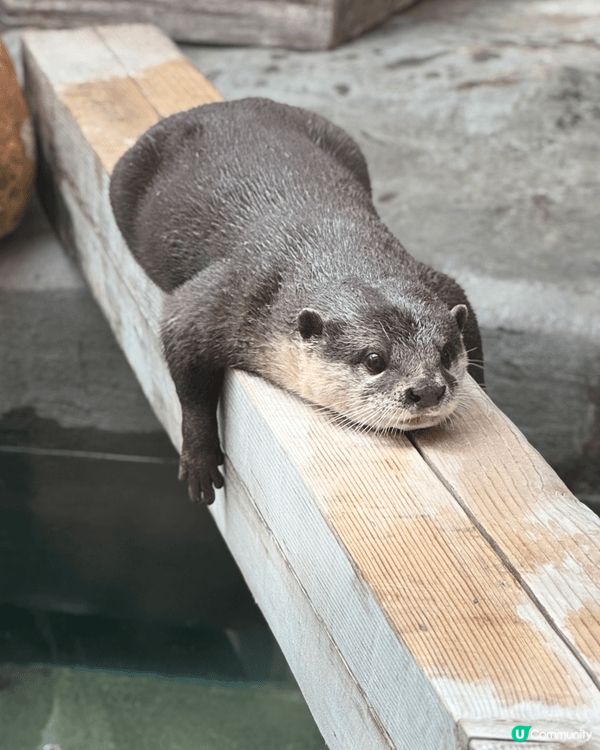 我和男朋友在上年五月二十日的節日去了香港動植物公園，因為當時...