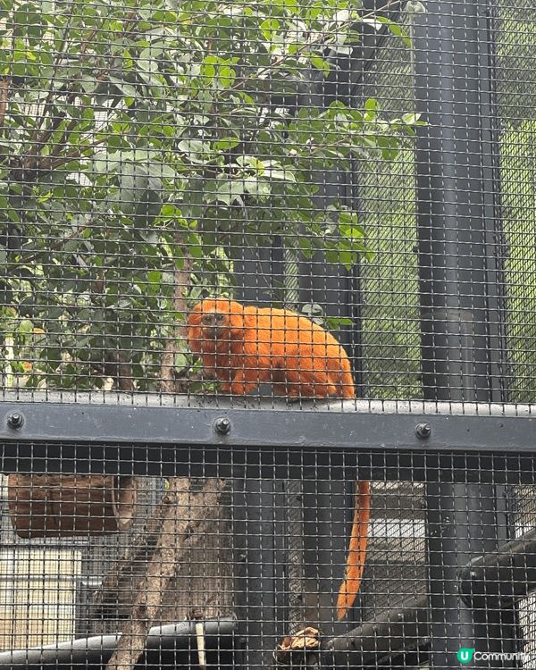 我和男朋友在上年五月二十日的節日去了香港動植物公園，因為當時...