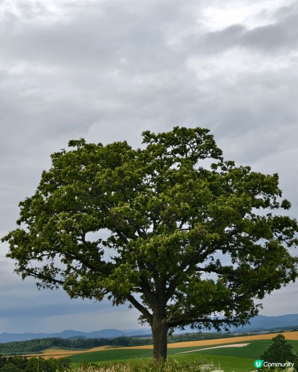 北海道的美瑛町（Biei）以廣闊的山丘田園景觀聞名，這裡有幾...