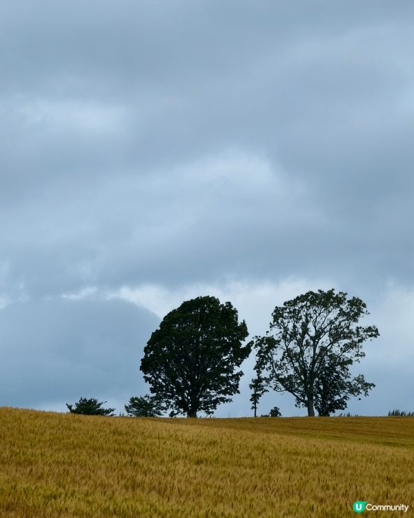 北海道的美瑛町（Biei）以廣闊的山丘田園景觀聞名，這裡有幾...