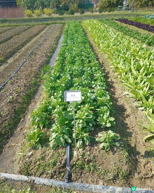 農田探險記 🌱 認識食物來源！