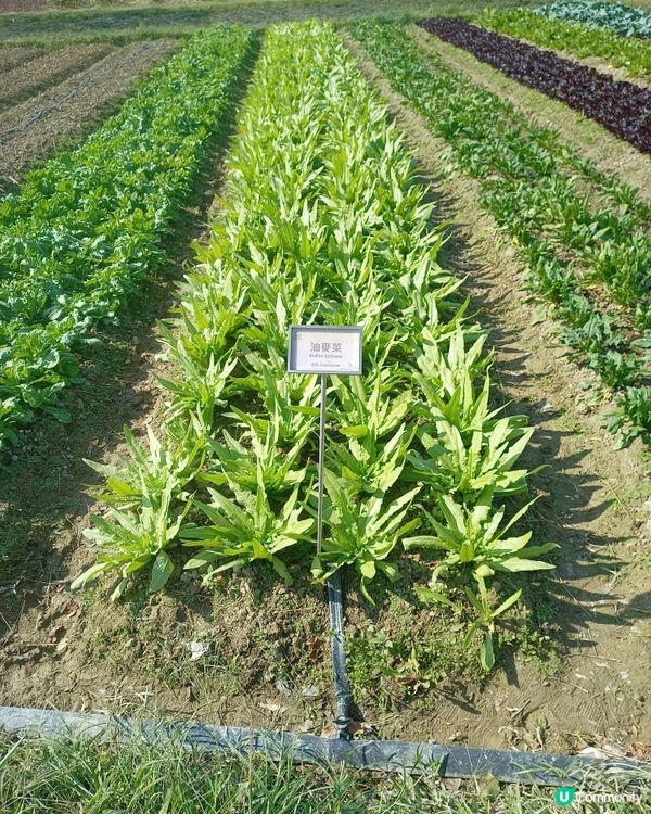 農田探險記 🌱 認識食物來源！
