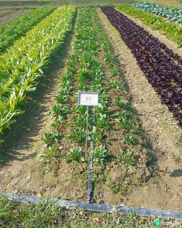 農田探險記 🌱 認識食物來源！