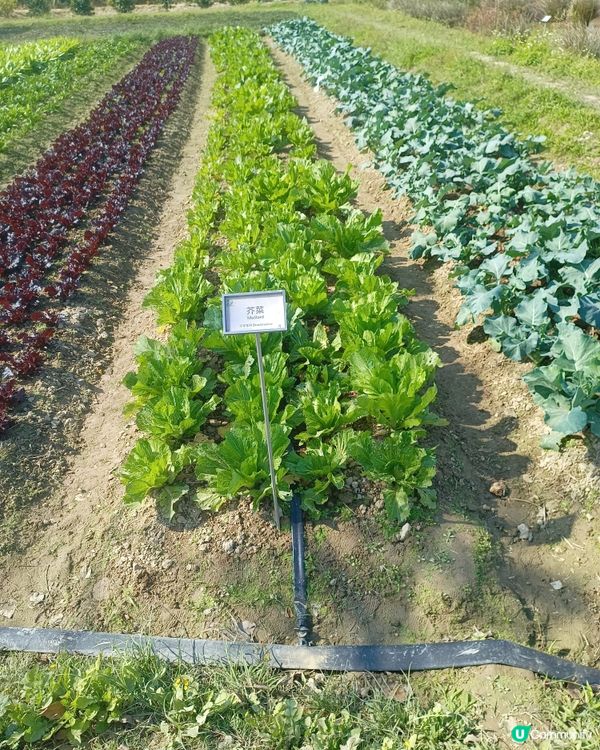 農田探險記 🌱 認識食物來源！