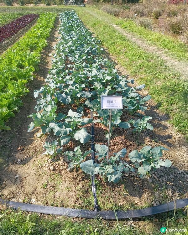 農田探險記 🌱 認識食物來源！