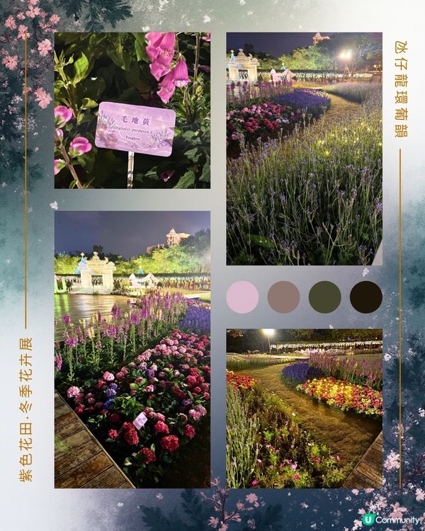 紫色花海夢幻夜 💜🌸