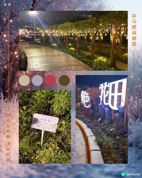 紫色花海夢幻夜 💜🌸