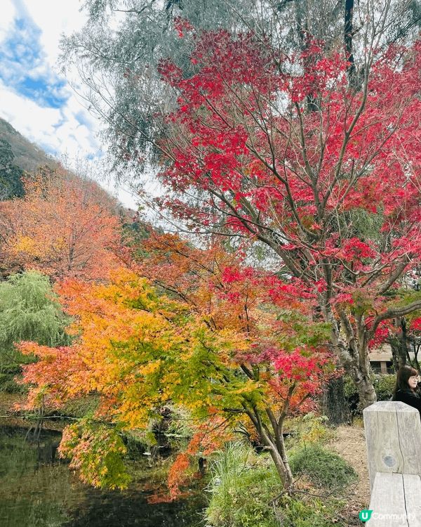 由布院金鱗湖邊的楓樹層層堆疊，紅、橙、黃交織成燦爛的幕布，與...