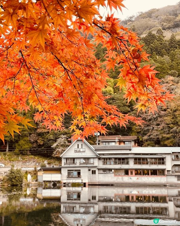 由布院金鱗湖邊的楓樹層層堆疊，紅、橙、黃交織成燦爛的幕布，與...