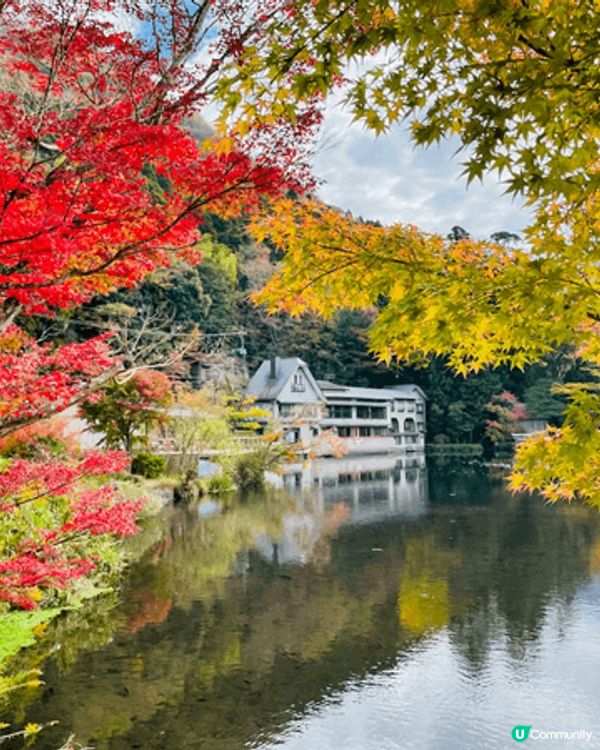 由布院金鱗湖邊的楓樹層層堆疊，紅、橙、黃交織成燦爛的幕布，與...