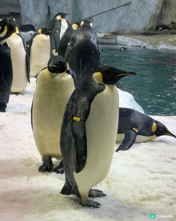 海洋生物 可以好近距離接觸 體驗下動物的生活 當中都有機動遊...
