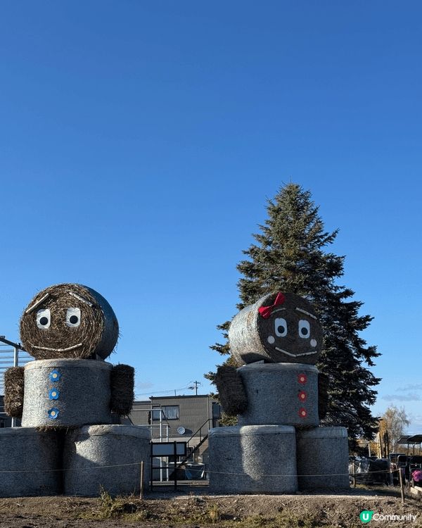 深秋北海道之旅，五彩之丘只可以幻想一下已經沒有什麼色彩，哈哈...