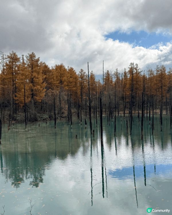 深秋北海道之旅，五彩之丘只可以幻想一下已經沒有什麼色彩，哈哈...