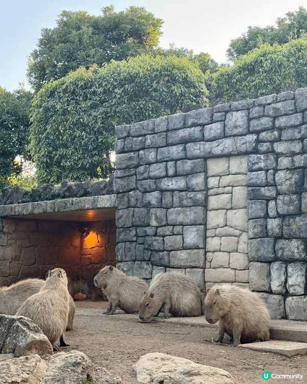 呢度係日本嘅伊東動物園，係我去咁多個地方旅行最得意嘅一個！原...
