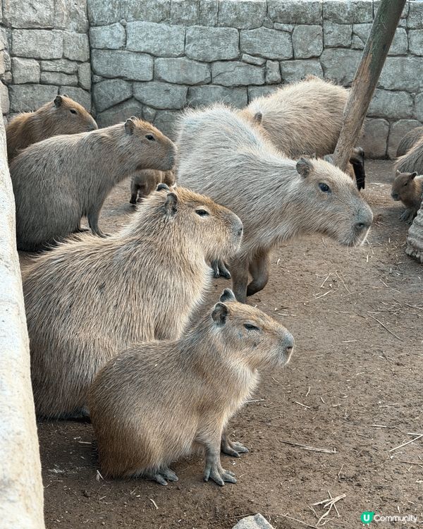 呢度係日本嘅伊東動物園，係我去咁多個地方旅行最得意嘅一個！原...