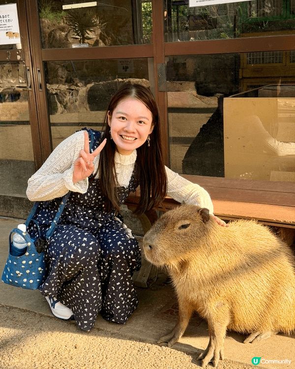 呢度係日本嘅伊東動物園，係我去咁多個地方旅行最得意嘅一個！原...