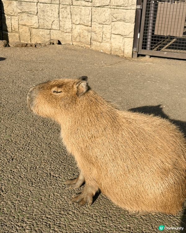 呢度係日本嘅伊東動物園，係我去咁多個地方旅行最得意嘅一個！原...