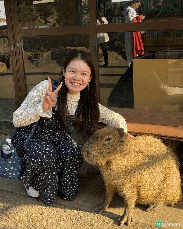 呢度係日本嘅伊東動物園，係我去咁多個地方旅行最得意嘅一個！原...