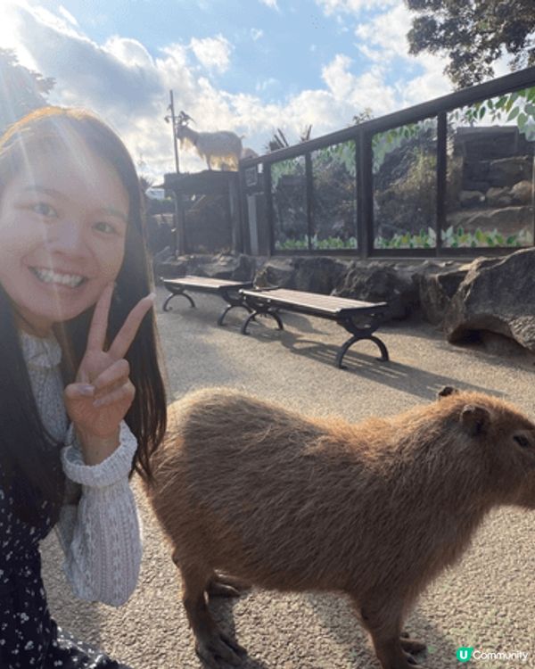 呢度係日本嘅伊東動物園，係我去咁多個地方旅行最得意嘅一個！原...