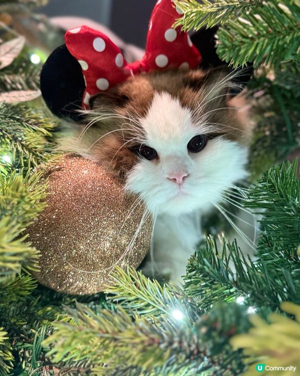 聖誕打卡🩶🤍新影法