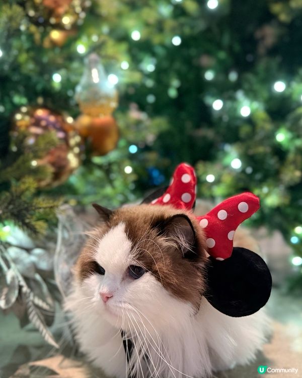 聖誕打卡🩶🤍新影法