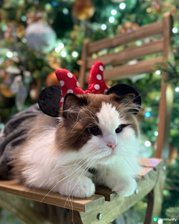 聖誕打卡🩶🤍新影法