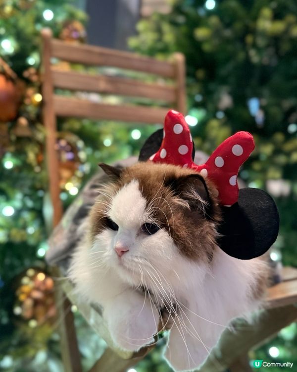 聖誕打卡🩶🤍新影法