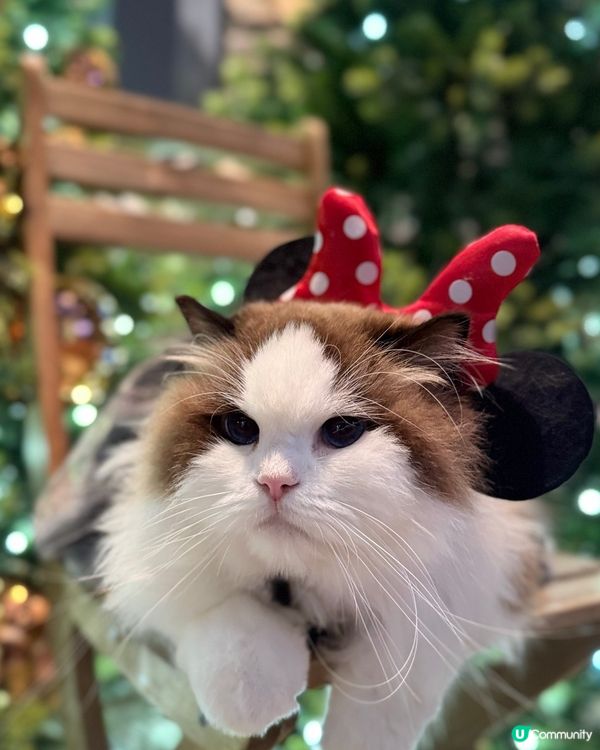 聖誕打卡🩶🤍新影法