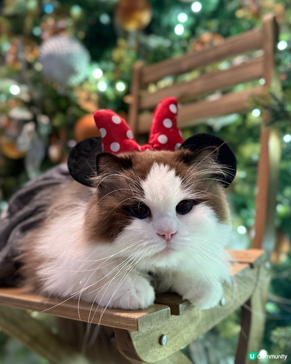 聖誕打卡🩶🤍新影法