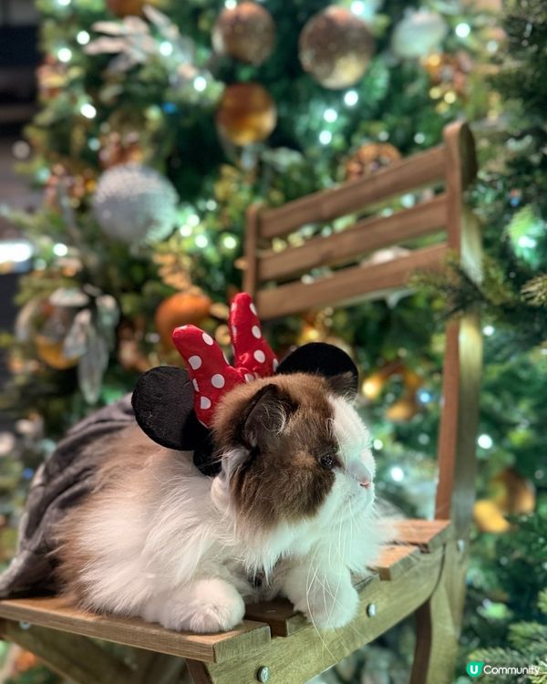 聖誕打卡🩶🤍新影法