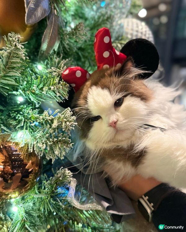 聖誕打卡🩶🤍新影法