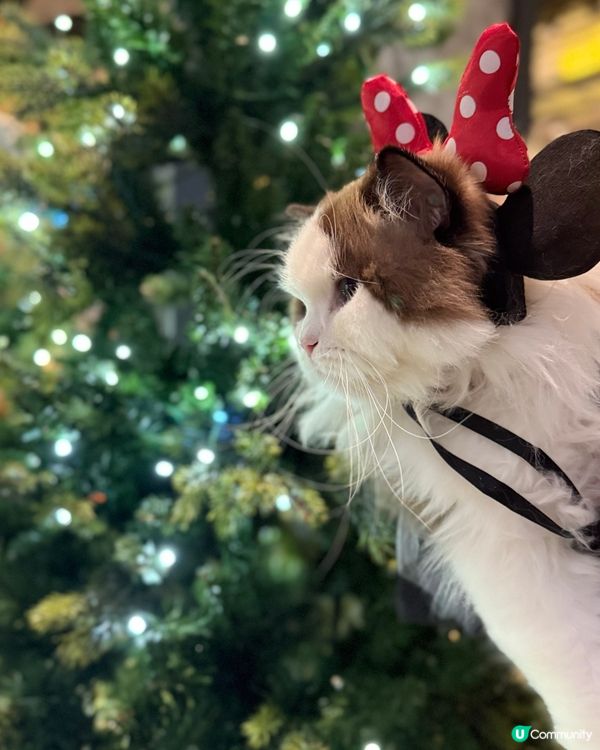 聖誕打卡🩶🤍新影法